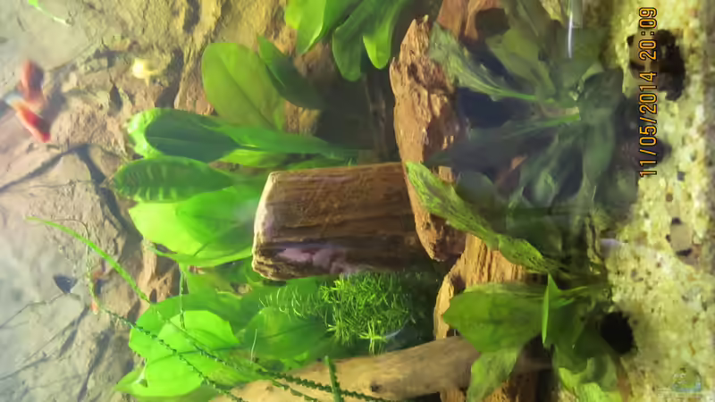 Im linken Bereich des Bildes eine gewelltblättrige Wasserähre,meine Lieblingspflanze..Davor von Ottche (108)