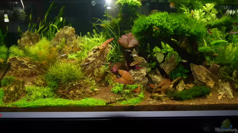 im linken Bereich wird nun mehr gerockt von foxi (1)