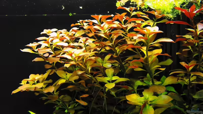 Im Ludwigiabusch verstecken sich gerne die Boraras von -serok- (6)