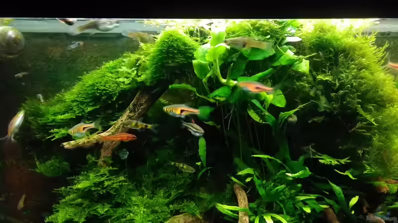 im März 2017 - Mitte von Grünhexe (67)