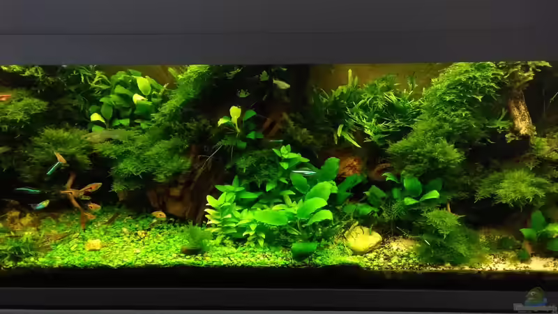 im März 2017 - Mitte von Grünhexe (70)