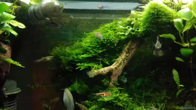 im März 2017  von Grünhexe (68)