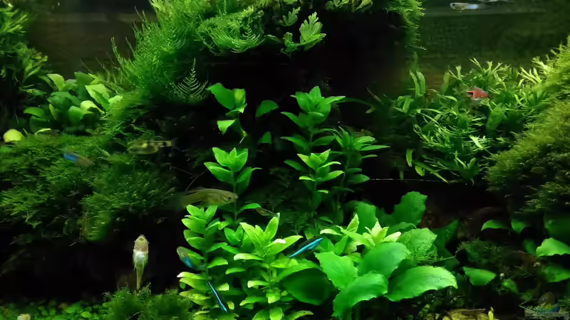 im März 2017 Mitte - auch zuviel geworden von Grünhexe (74)