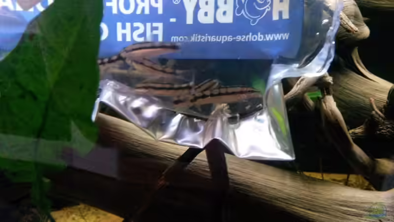 im Mai 2016 sind erstmals Schachbrettschmerlen ins Becken eingezogen von Berlin42 (59)