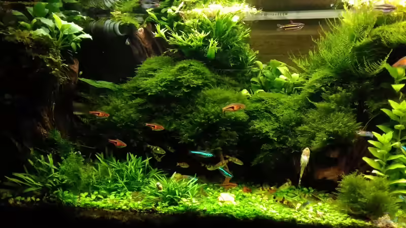 im Mai 2017 linke Seite  von Grünhexe (65)