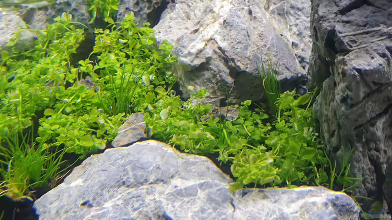 im mittleren Bereich Eleocharis sp. Mini mit Micranthemum tweediei (´Montecarlo-3´) von similis (26)