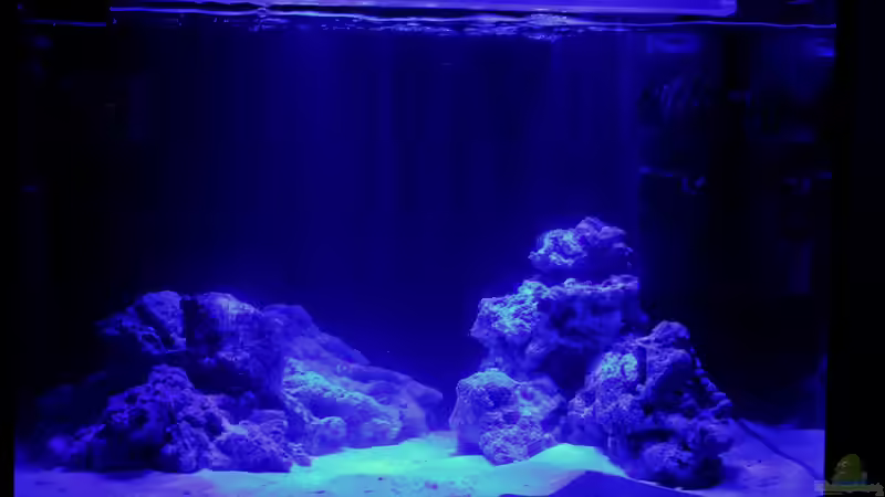 im Mondlicht von die Perle... (3)