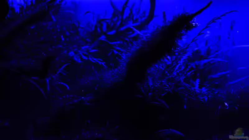 im Mondlicht wirken viele Dekos anders von OrangeBuschfisch (23)