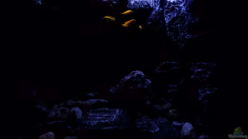 Im Mondschein von pa.Trick (11)