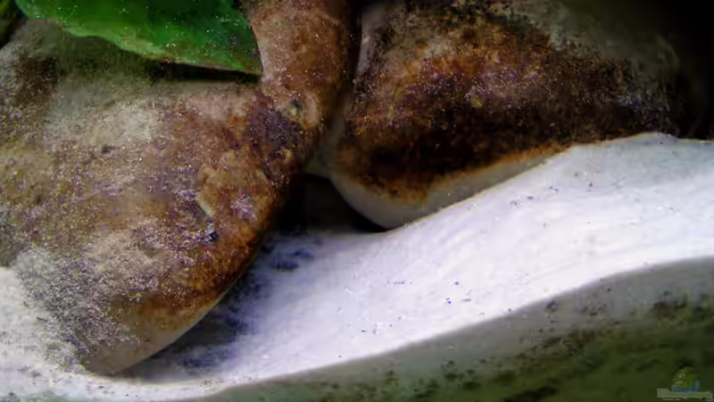 im neuen Sand werden gleich mal Höhlen gebuddelt von Christoph Winter (7)