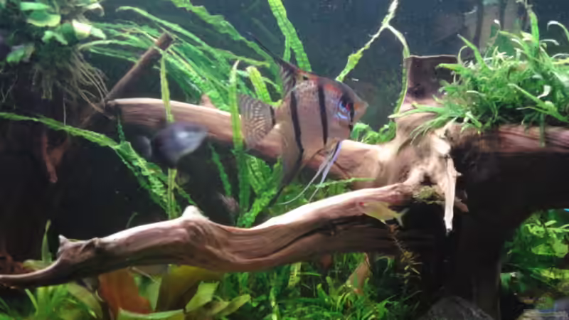 im November 2015 von Grünhexe (164)