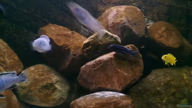 im Osten vom Malawisee :)  von Robert Verhülsdonk (6)