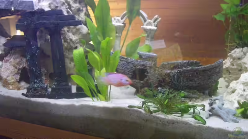 Im Pflanzenriff von Julchen1985 (13)