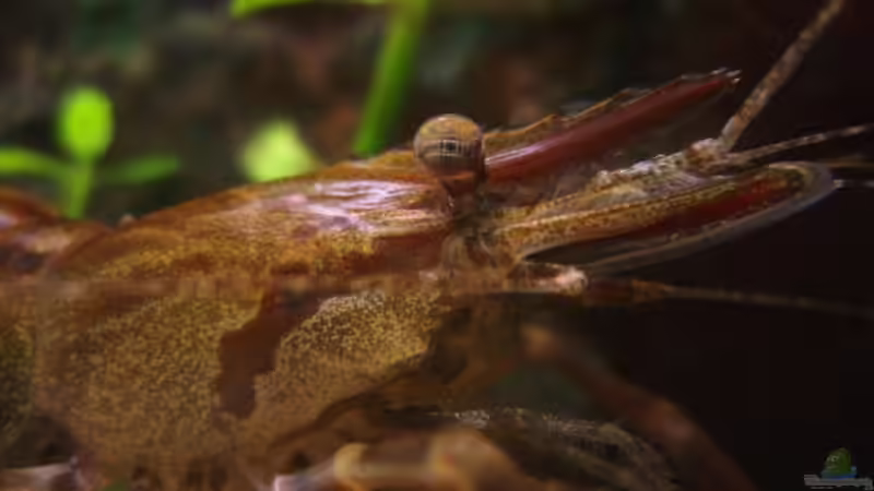 im Portrait von aetti (11)