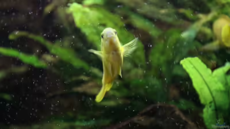 Im Sauerstoffstrudel....blubb... von Philosoph (70)