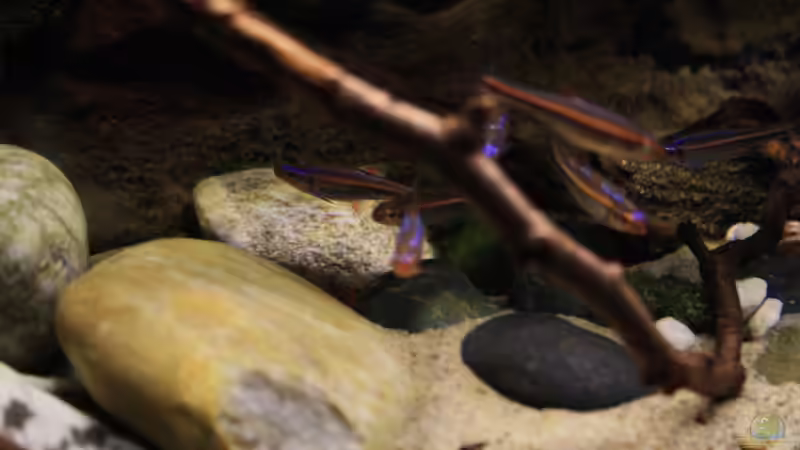 Im Schwarm gerne unterwegs von Florian Bandhauer (64)