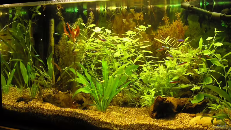 im Sommer 2005 von Beule (1)