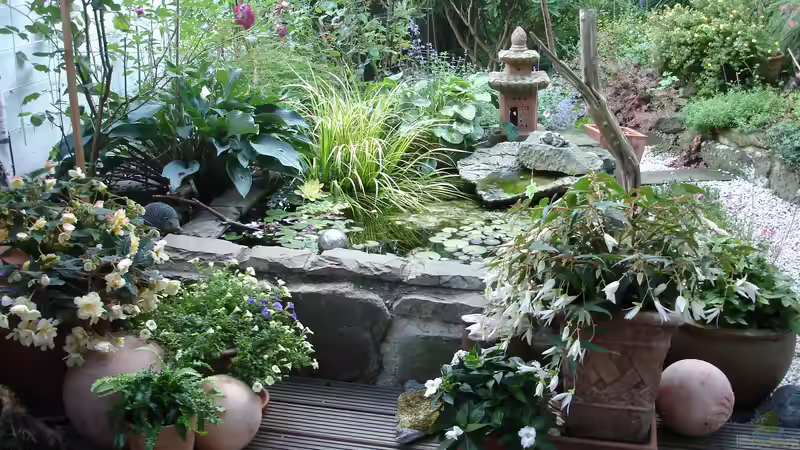 im Sommer 2015 von Grünhexe (5)