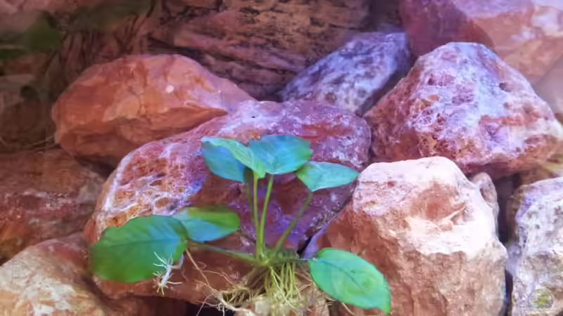 Im Sonnenlicht von Brownson (4)