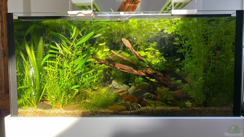 Im Sonnenlicht von Tavira2000 (4)