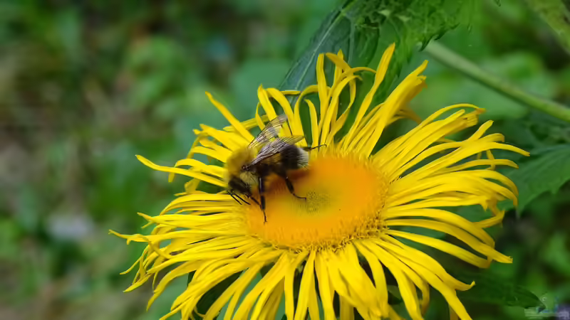 Im Summen der Natur: Die Faszination der Hummeln im Garten