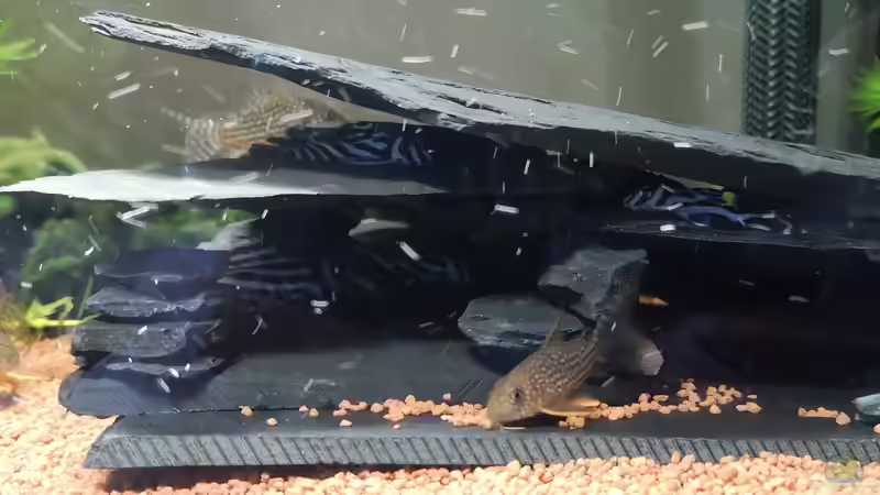 Im Übergangszuhause von Mark H. (26)