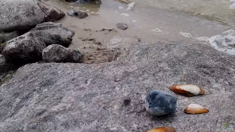 Im Umland von Berlin gibt es einige unfassbar schöne Seen, die einen von Ostafrika von Cichliden-Kabuff (13)