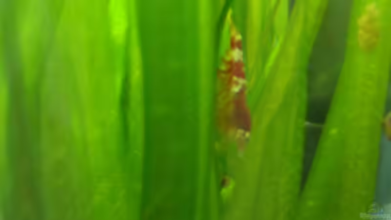 Im Vallisnerienwald (Chrystal Red) rechts angehende Population Schnecken noch haftend von El Hein (24)