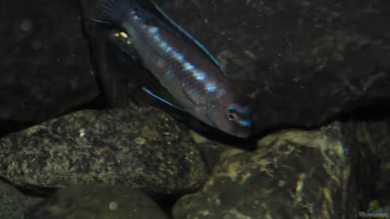 Im Vergleich noch mal der Bock von bossie1704 (98)