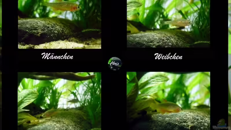 im Visier von Chris_R. (52)