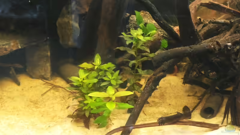 Im vorderen Bereich  von Copplepot Lord (7)