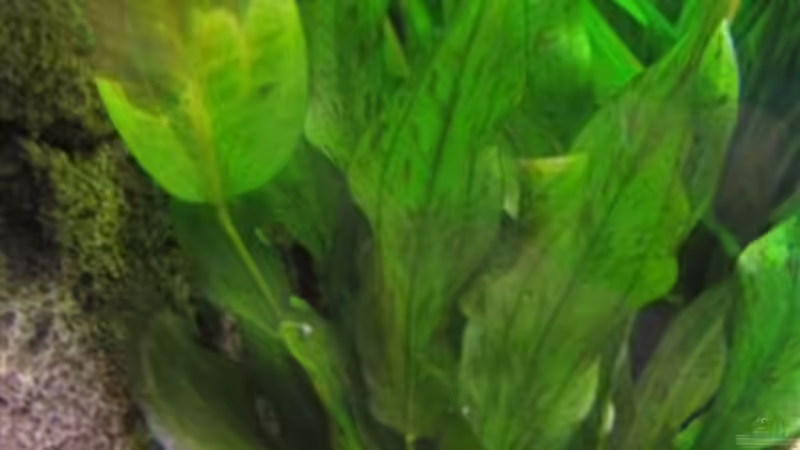 Im Vordergrund: Echinodorus Dschungelstar ausgezogen. Im Hintergrund Echinodorus von Jogi (9)