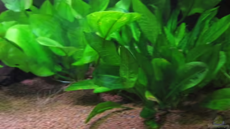 Im Vordergrund: Echinodorus parviflorus. von Jogi (10)