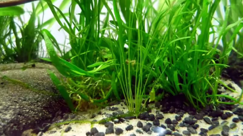 im Vordergrund -Eleocharis /Nadelsimse von Chris_R. (13)