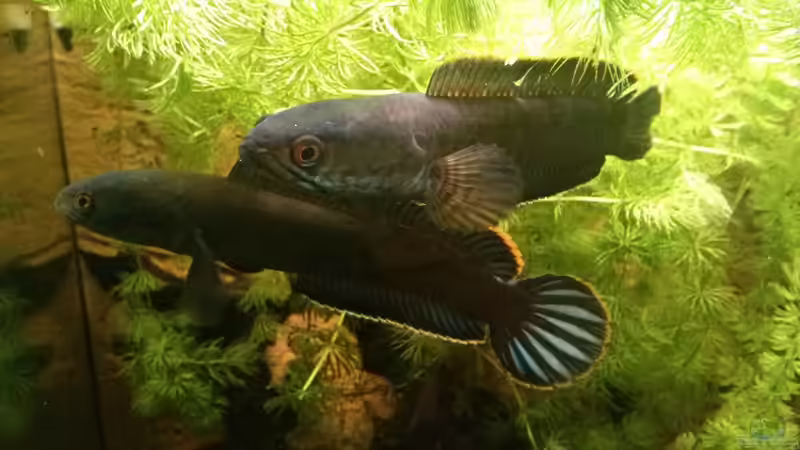 Im Vordergrund das Weibchen von AquaTobi90 (69)