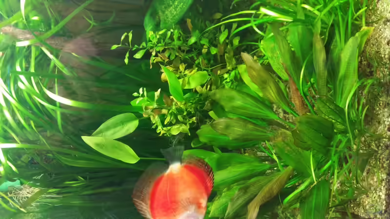 Im Vordergrund Echinodorus und im Hintergrund Valisnerien  von nawaro (6)