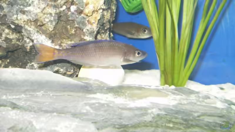 im Vordergrund ein M--dahinter W von den Leptosoma von Mike Schümann (6)