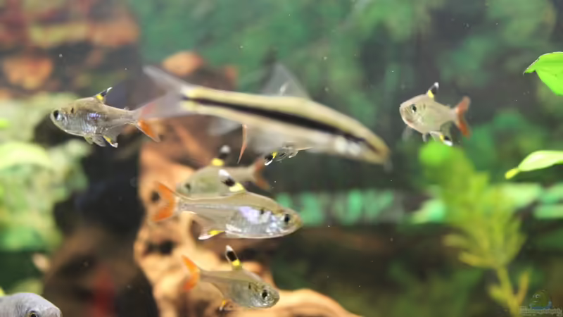 im Vordergrund eine siamesische Rüsselbarbe, hinten der Schwarm Sternflecksalmer und ein Fadenfisch schaut auch noch von unten links ins Bild von Marc Leu (29)