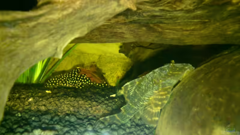 Im Vordergrund einer der beiden L281, im Hintergrund der L177 von Still (2)