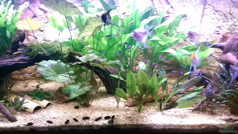 Im Vordergrund Erlenzäpfchen die ich inzwischen selber sammle von Ottche (71)