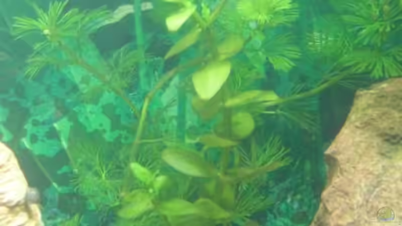 im Vordergrund,kenn ich den Namen auch net.Im Hintergrund Haarnixe von Sabrina Schenk (3)