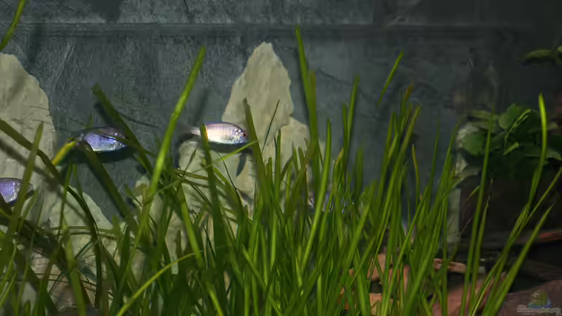 Im vordergrund sieht man meinen Valisneria spiralis hein welcher am linken Rand meines von Phoenix_KM (6)