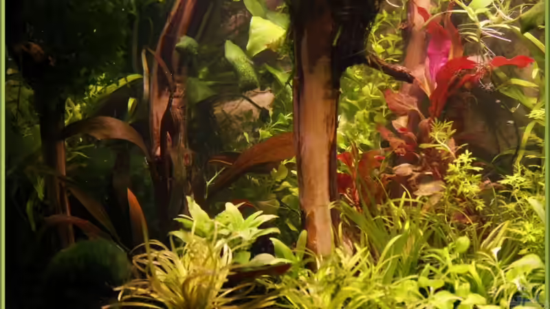 Im Wald der Träume links 9.2.11 von Ralf64 (12)