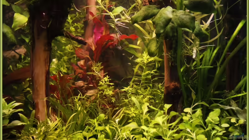 Im Wald der Träume Mitte 9.2.11 von Ralf64 (13)