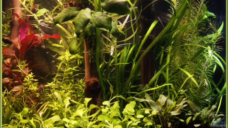 Im Wald der Träume rechts 9.2.11 von Ralf64 (14)