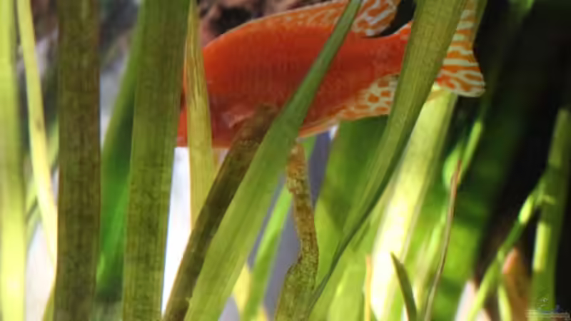 im Wald von Cruiser Bruno (89)