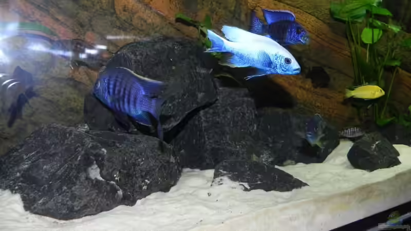 Im Westviertel von Sternenseeträumer (12)