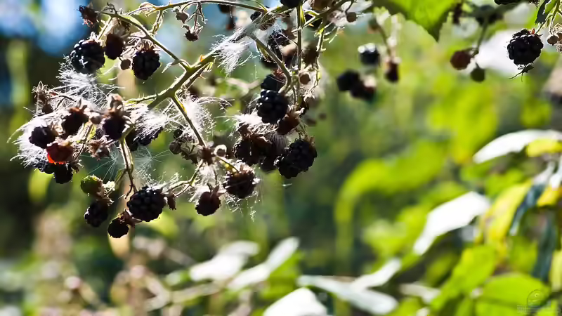 Im Winter planen: Frühjahrspflanzungen