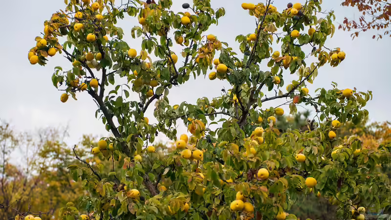 Im Winter planen: Frühjahrspflanzungen