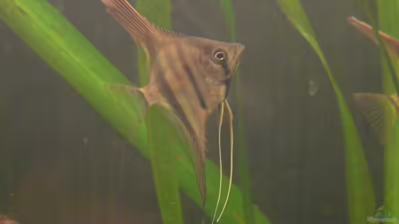 Im zarten Alter von 2 Monaten von DerImperator (17)